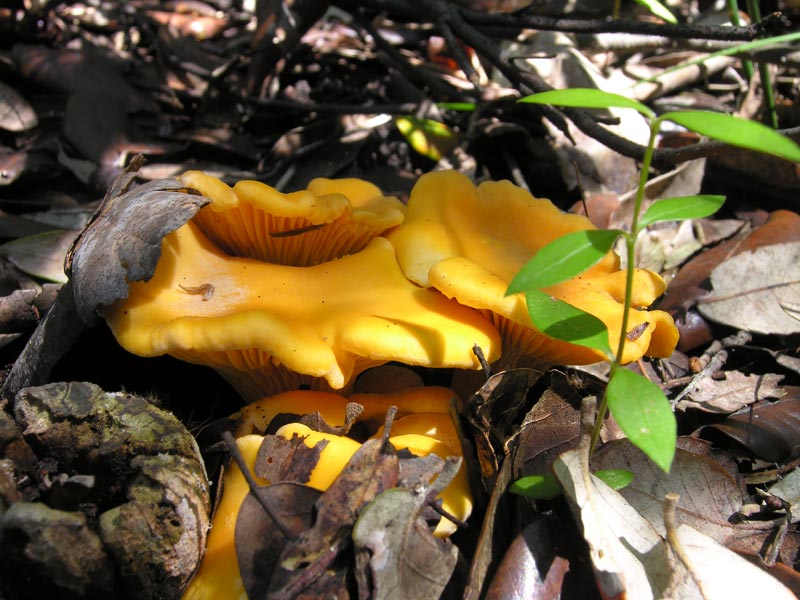  Image name: finferlo10.jpg 
 width: 800 pixel 
 height: 600 pixel 
 Size: 96662 bytes 
 Click to enlarge 